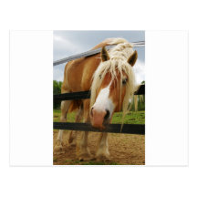 Belgian Draught   Horse, Got Carrots? Post Card