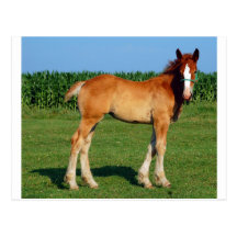 Belgian Filly Post Cards