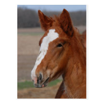 Belgian filly post cards