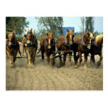 Belgian horses plowing, six-up, Red Top Farm, Cali Post Card