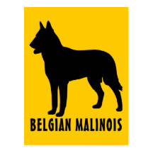 Belgian Malinois Postcards