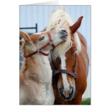 belgian Mare and Filly Cards