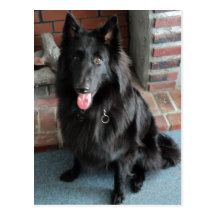 Belgian Shepherd aka "The Black Wolf" Postcard