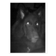Belgian Shepherd aka "The Black Wolf" Postcard
