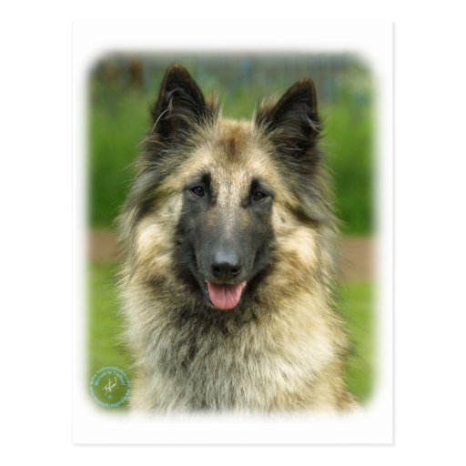 Belgian Shepherd Dog 8W51D-08 Postcard