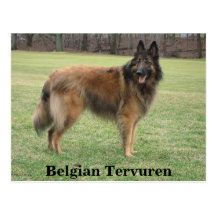 Belgian Shepherd Postcards