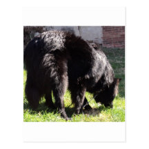 Belgian Shepherd Postcards