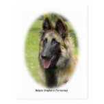 Belgian Shepherd (Terveuren) 9T85D-053 Postcards