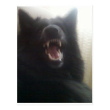 Belgian Shepherd's Teeth aka "The Black Wolf" Post Cards
