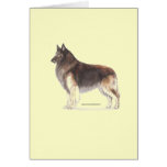 Belgian Tervuren Card