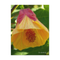 Bell Flower Pink Post Card