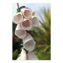 Bell Flowers Photo