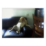 Bella, yellow Labrador dog Cards