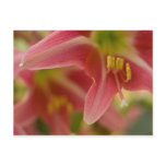 Belladonna Lily Postcard