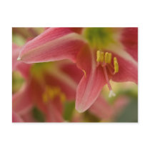 Belladonna Lily Postcard
