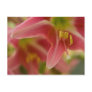 Belladonna Lily Postcard