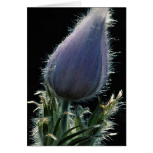 Belle fleur de Pasque, éclairée à contre-jour cont Carte De Vœux