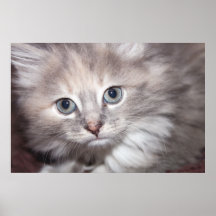 BELLE IMAGE DE CHATON ENCADRÉE POSTERS