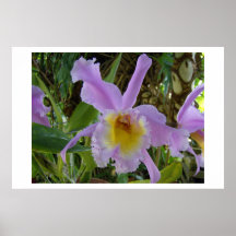 Belle Isle Conservatory Posters