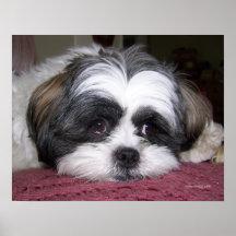 Belle le chien de Shih Tzu Posters