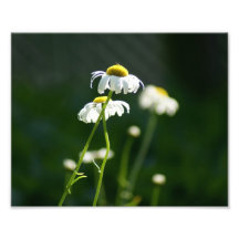 Belle marguerite épreuve photographique 10 x 8
