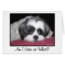 Belle The Shih Tzu Dog cards