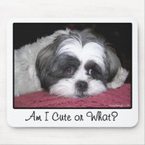 Belle The Shih Tzu Dog mousepads