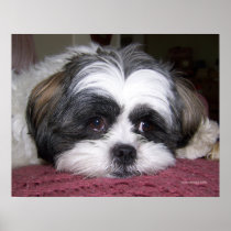 Belle The Shih Tzu Dog Posters