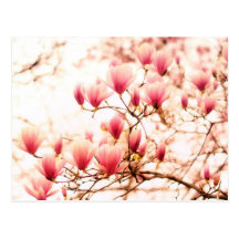 Belles fleurs de cerisier - Central Park Carte Postale
