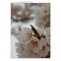 Belles fleurs de cerisier japonaises de Sakura Carte De Vœux