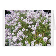 Belles fleurs de ressort cartes de vœux