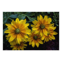 Belles fleurs jaune-orange photos d’art