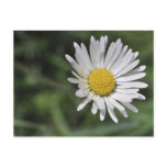Bellis perennis postcards