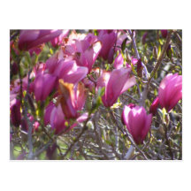 Bells Postcards