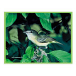 Bell's Vireo Post Cards