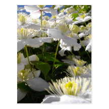 BELOW SBIECO PETALS POSTCARDS