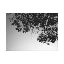 Below The Shady Tree Stretched Canvas Print