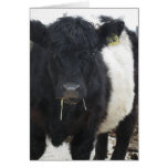 Belted Galloway Cow Eating Hay Greeting Cards