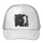 Belted Galloway Cow Eating Hay Hat