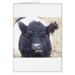 Belted Galloway Cow - Emma Greeting Card