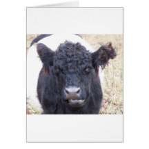 Belted Galloway Cow - Emma Greeting Card