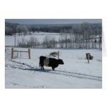 Belted Galloway Cow in a Snowy Landscape Cards