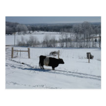 Belted Galloway Cow in a Snowy Landscape Postcard