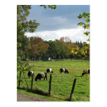 Belted Galloways Postcard
