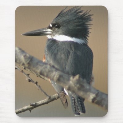 Belted Kingfisher by wildlifezoo