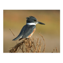 Belted Kingfisher Postcard