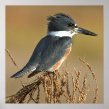 Belted Kingfisher Posters