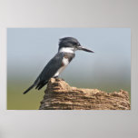 Belted Kingfisher Print