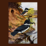 Belted Kingfishers and Their Nest Tunnel posters
