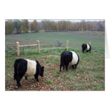 Beltie Cow Herd Along a Trail Greeting Cards